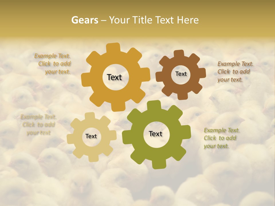 Newborn Chicks In The Poultry Farm PowerPoint Template