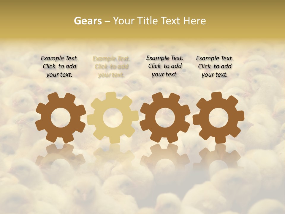 Newborn Chicks In The Poultry Farm PowerPoint Template