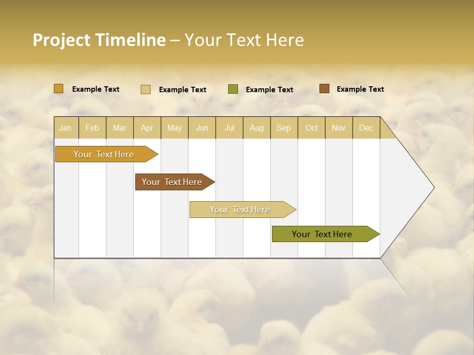 Newborn Chicks In The Poultry Farm PowerPoint Template