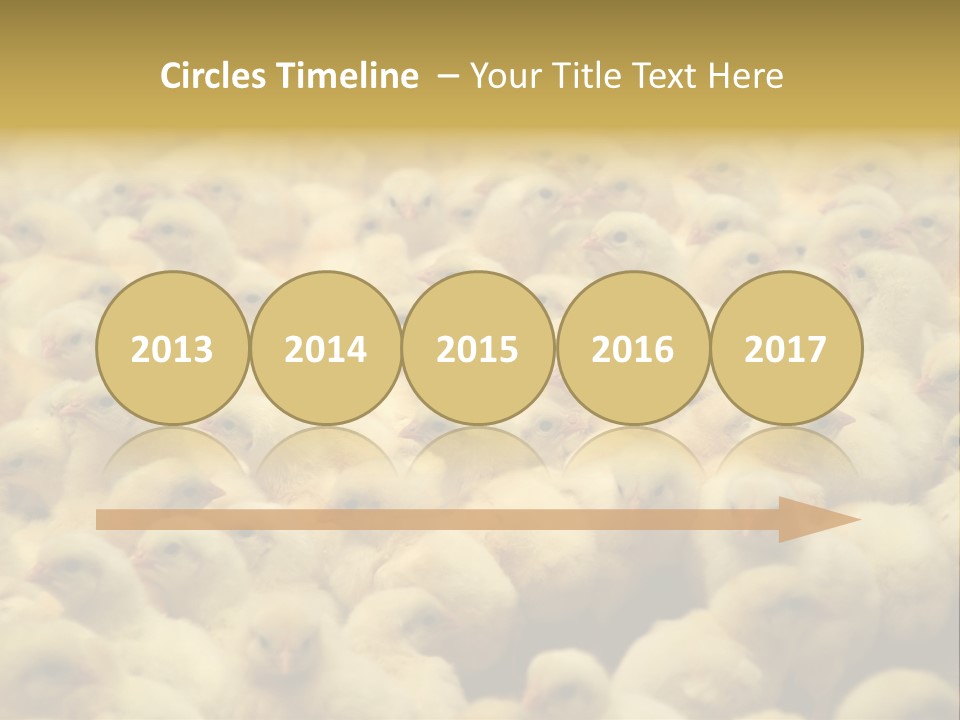 Newborn Chicks In The Poultry Farm PowerPoint Template