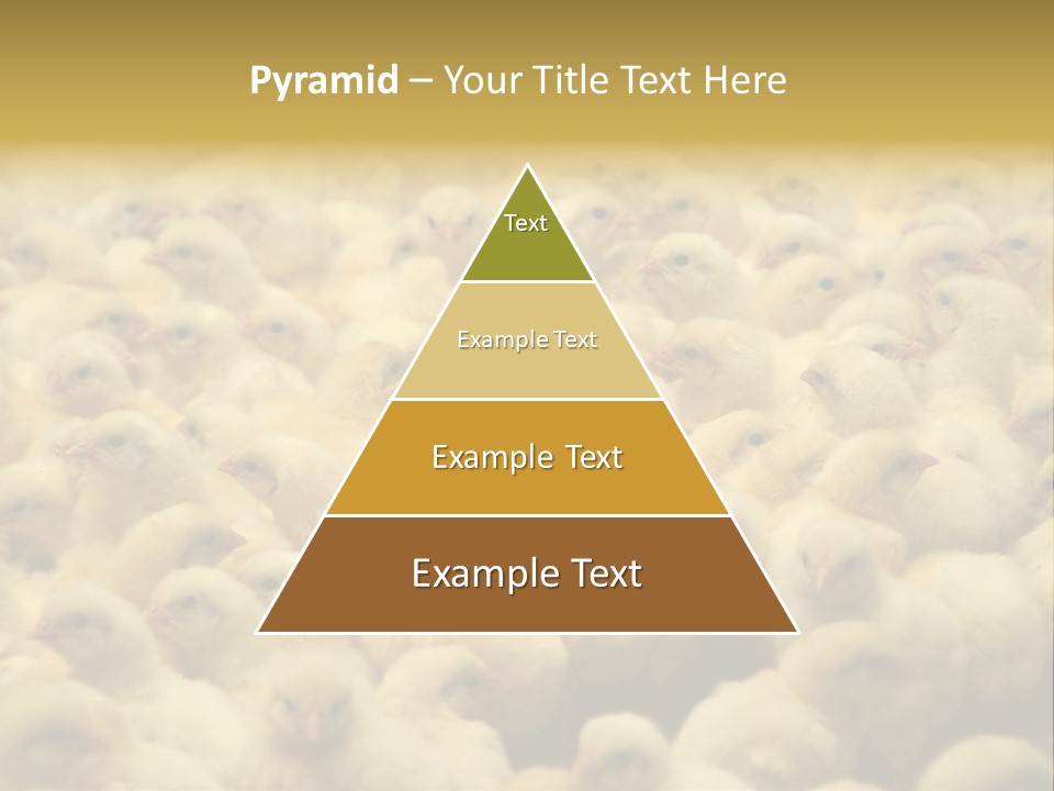 Newborn Chicks In The Poultry Farm PowerPoint Template