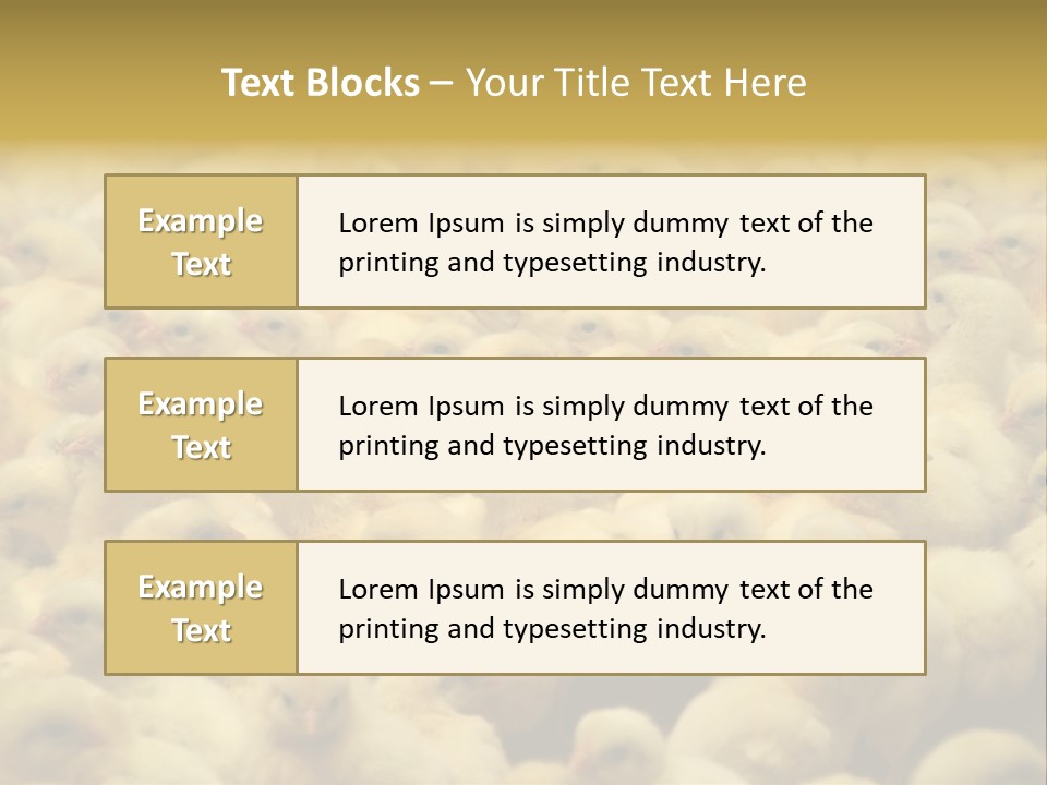 Newborn Chicks In The Poultry Farm PowerPoint Template