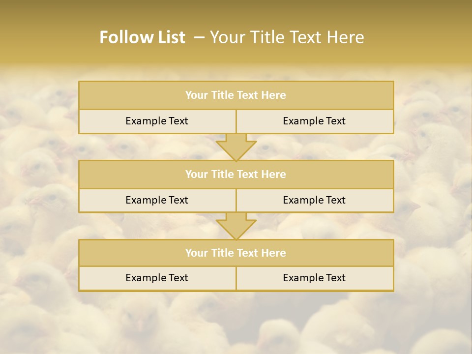 Newborn Chicks In The Poultry Farm PowerPoint Template