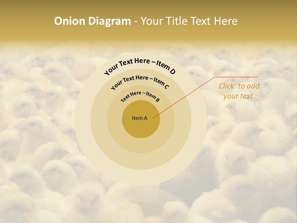 Newborn Chicks In The Poultry Farm PowerPoint Template