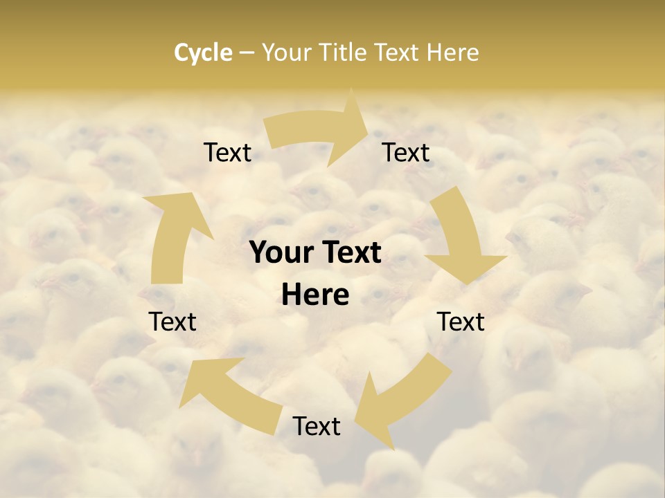 Newborn Chicks In The Poultry Farm PowerPoint Template