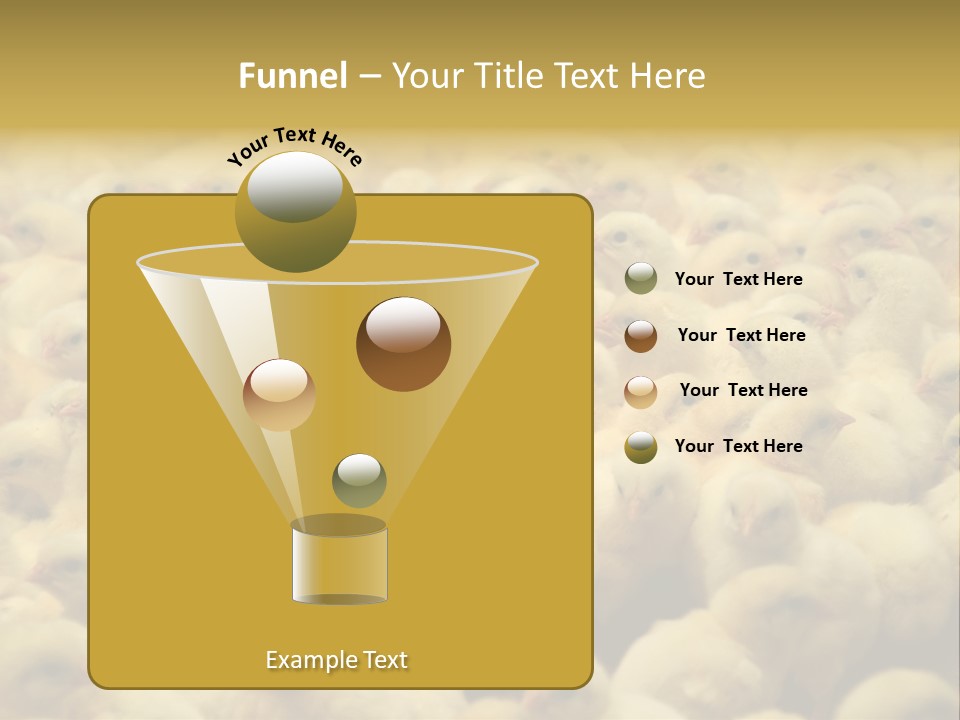 Newborn Chicks In The Poultry Farm PowerPoint Template