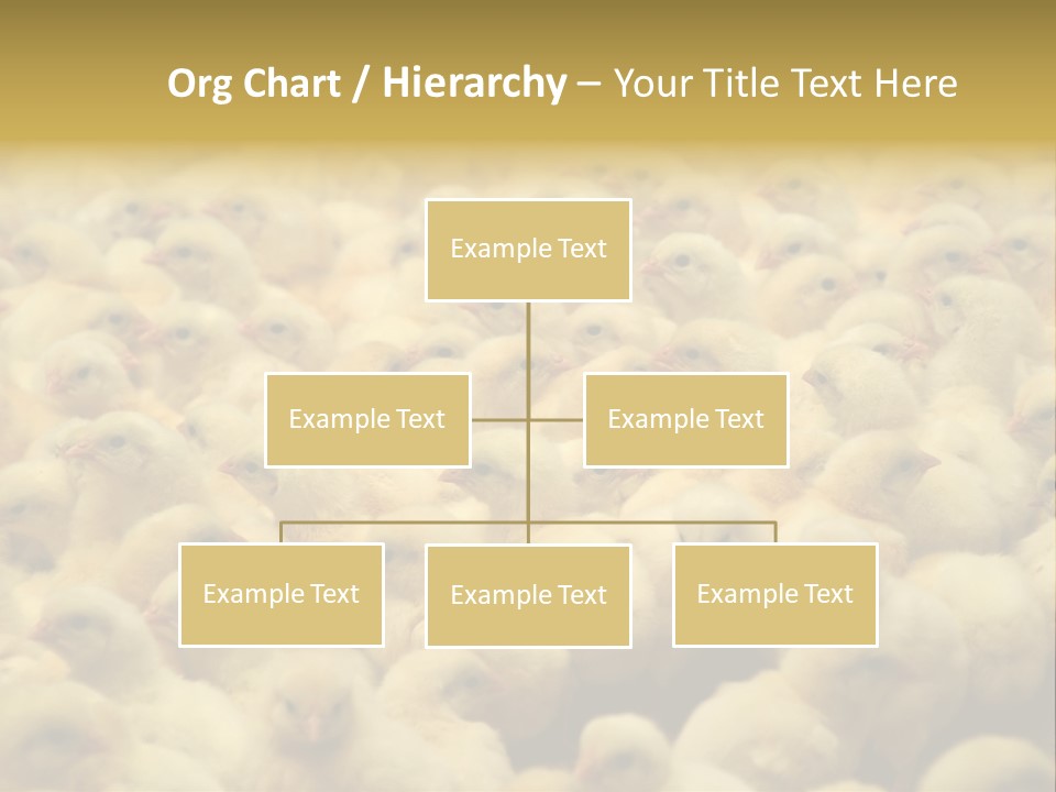 Newborn Chicks In The Poultry Farm PowerPoint Template
