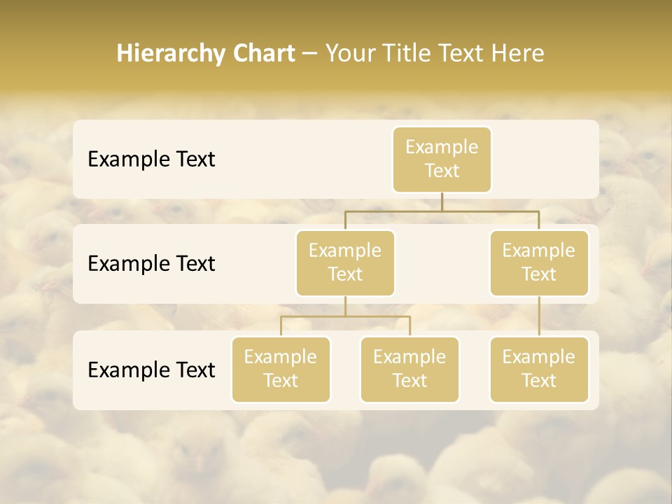 Newborn Chicks In The Poultry Farm PowerPoint Template