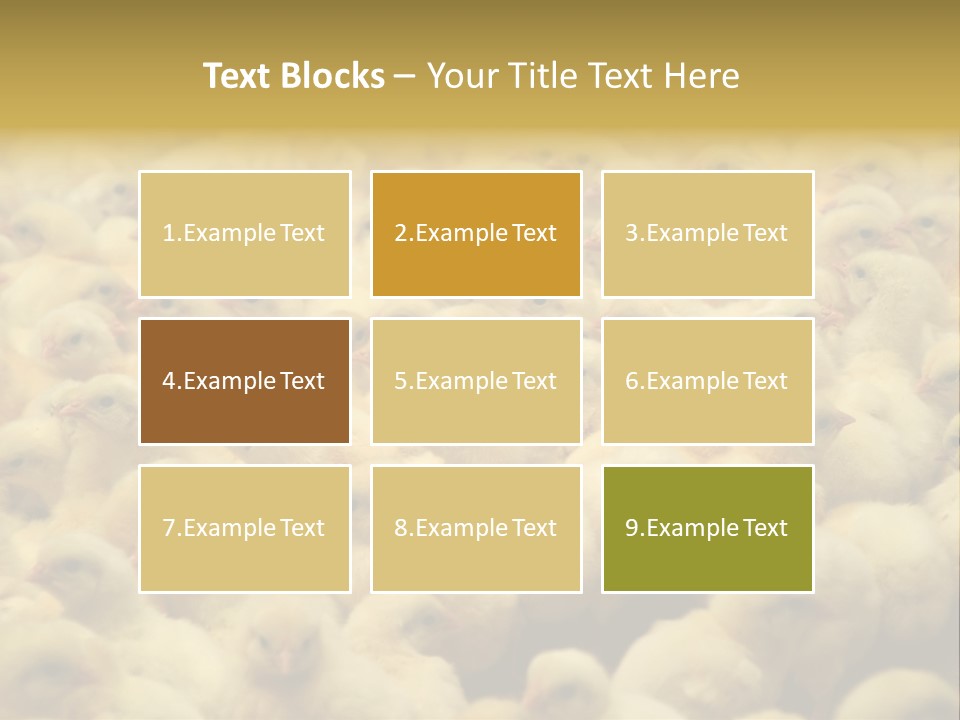 Newborn Chicks In The Poultry Farm PowerPoint Template