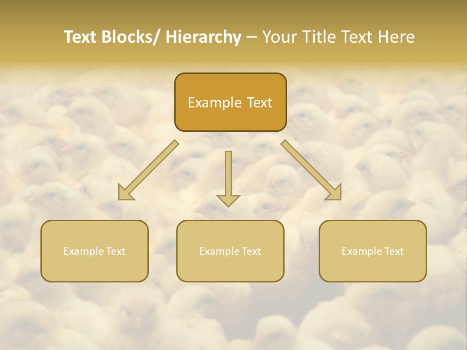 Newborn Chicks In The Poultry Farm PowerPoint Template