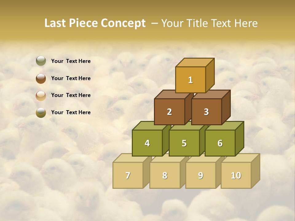 Newborn Chicks In The Poultry Farm PowerPoint Template
