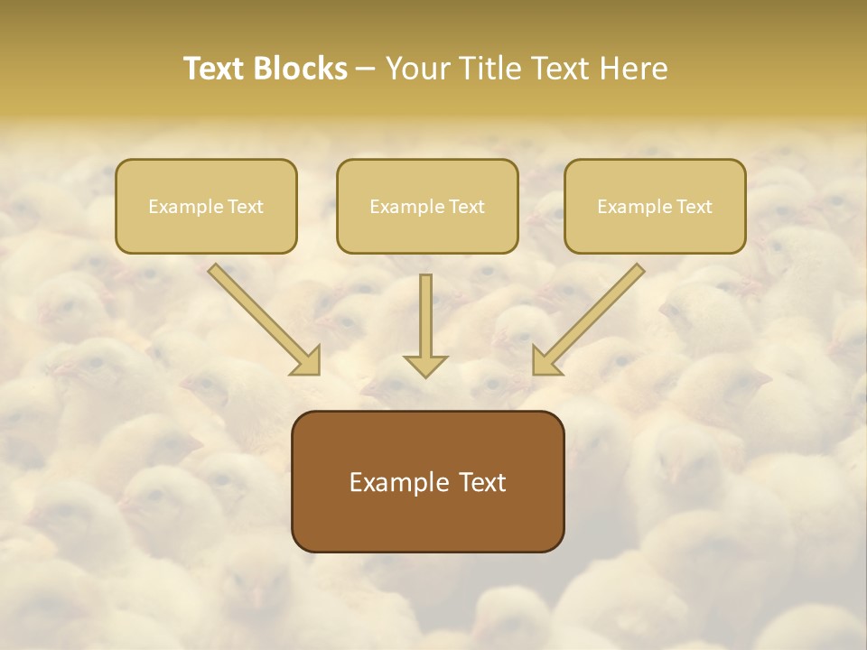 Newborn Chicks In The Poultry Farm PowerPoint Template