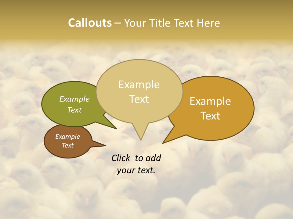 Newborn Chicks In The Poultry Farm PowerPoint Template