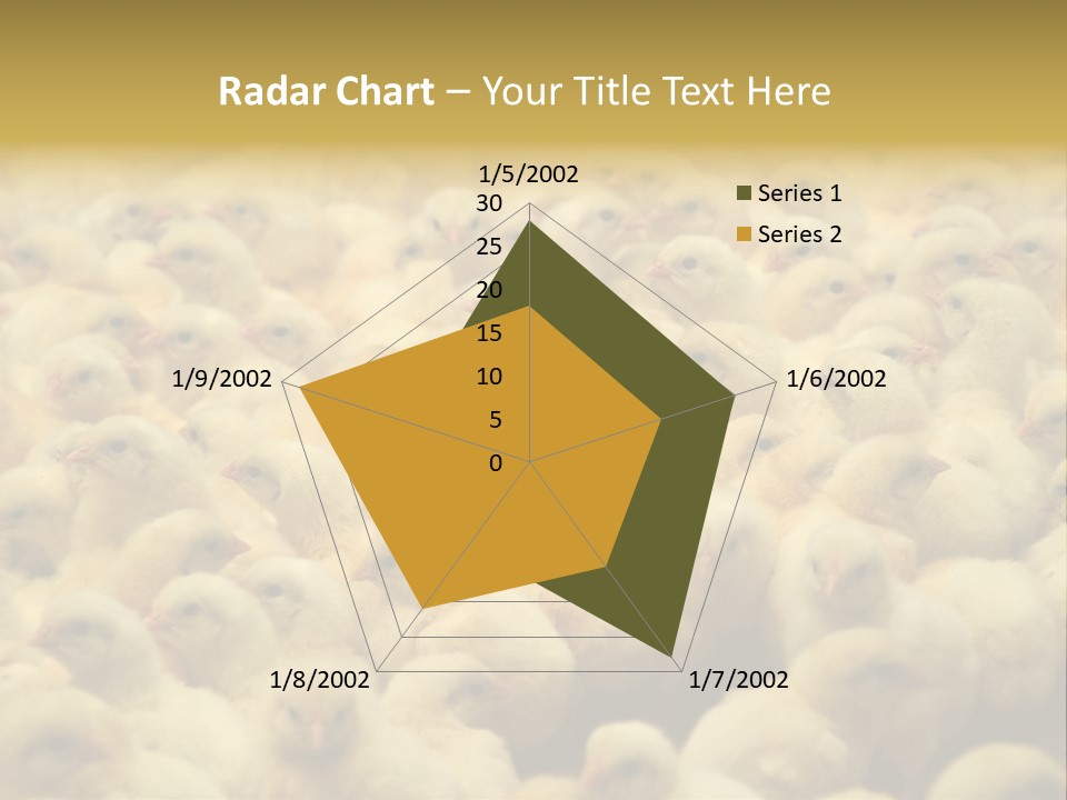 Newborn Chicks In The Poultry Farm PowerPoint Template