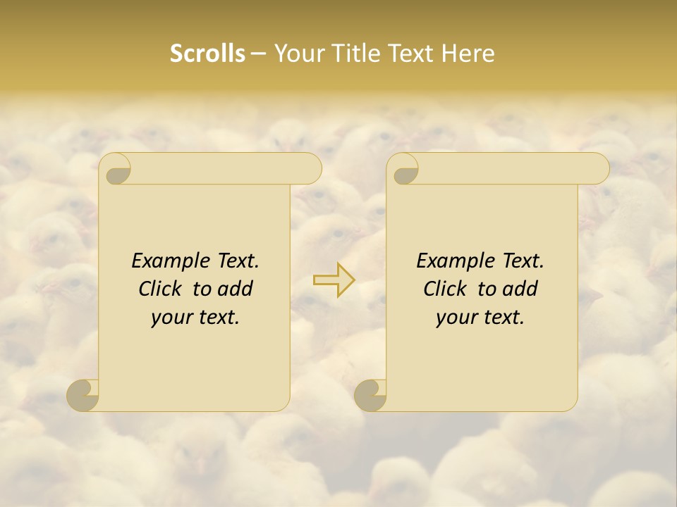 Newborn Chicks In The Poultry Farm PowerPoint Template