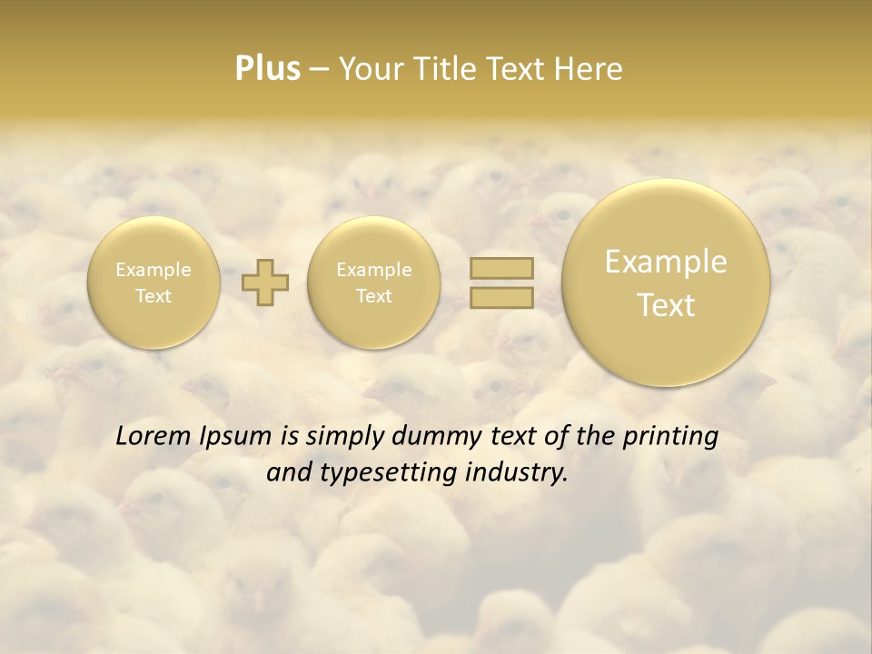 Newborn Chicks In The Poultry Farm PowerPoint Template