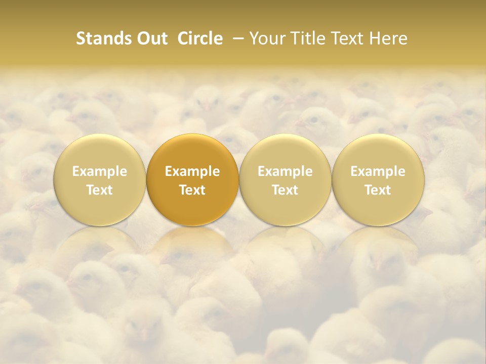 Newborn Chicks In The Poultry Farm PowerPoint Template