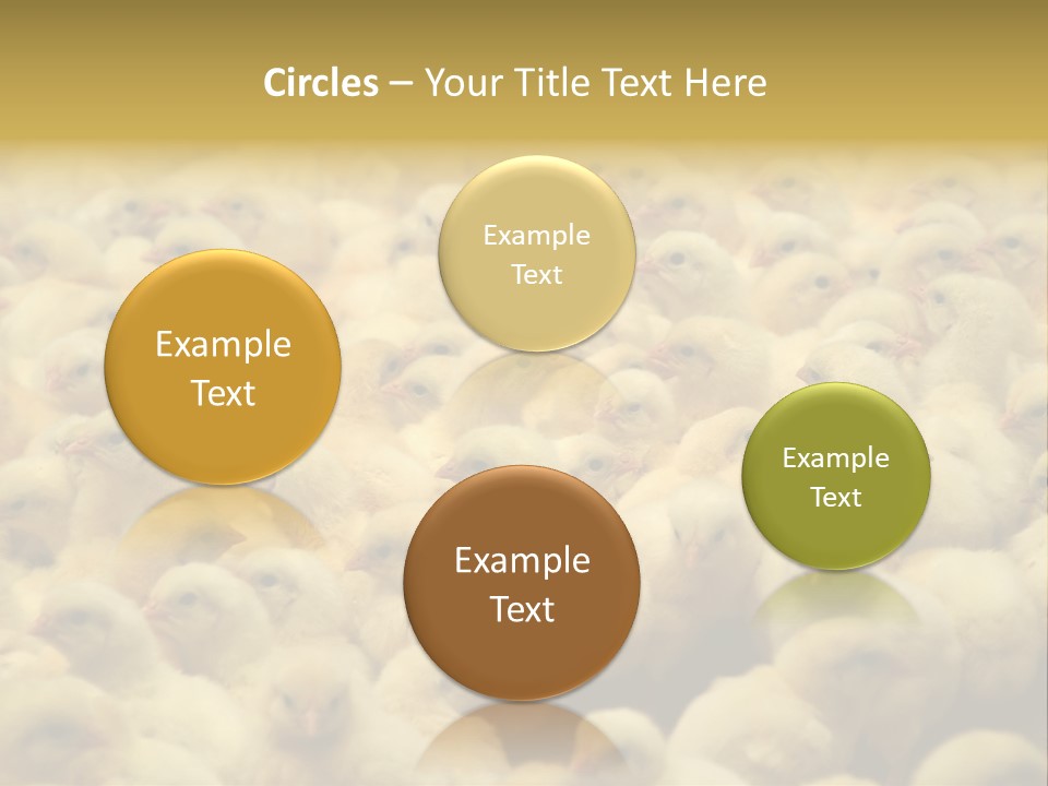 Newborn Chicks In The Poultry Farm PowerPoint Template