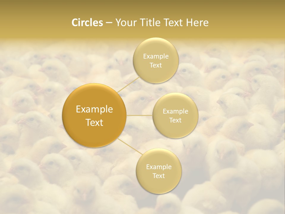 Newborn Chicks In The Poultry Farm PowerPoint Template