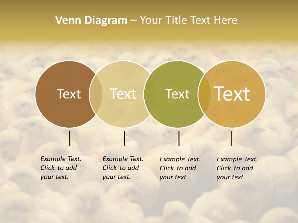 Newborn Chicks In The Poultry Farm PowerPoint Template