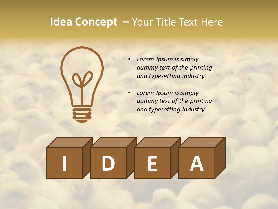 Newborn Chicks In The Poultry Farm PowerPoint Template