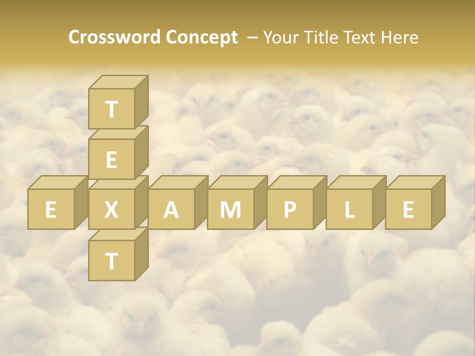 Newborn Chicks In The Poultry Farm PowerPoint Template