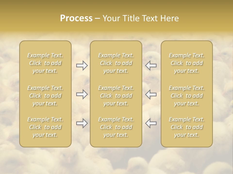 Newborn Chicks In The Poultry Farm PowerPoint Template