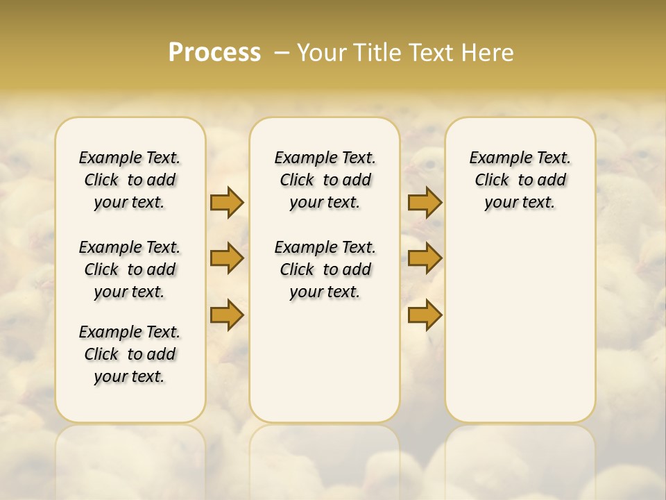Newborn Chicks In The Poultry Farm PowerPoint Template