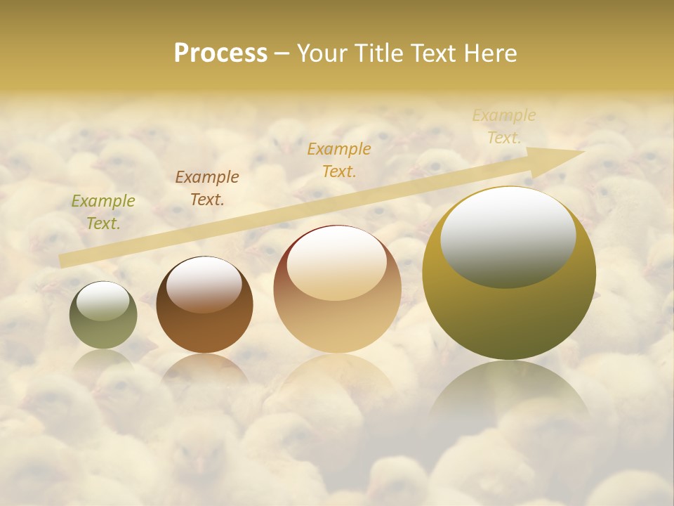 Newborn Chicks In The Poultry Farm PowerPoint Template