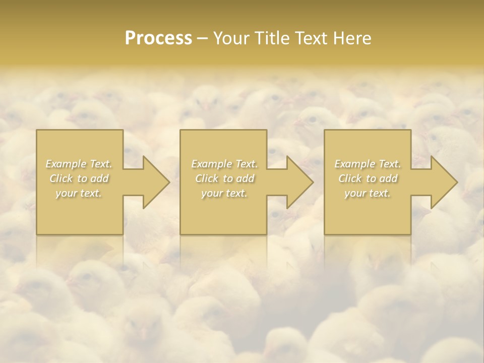 Newborn Chicks In The Poultry Farm PowerPoint Template