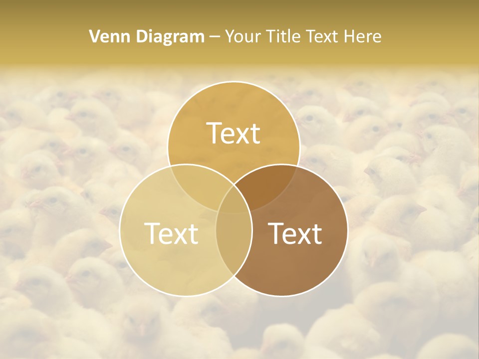 Newborn Chicks In The Poultry Farm PowerPoint Template