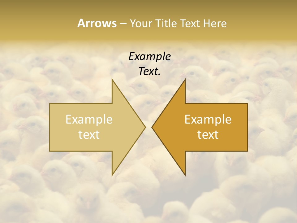 Newborn Chicks In The Poultry Farm PowerPoint Template