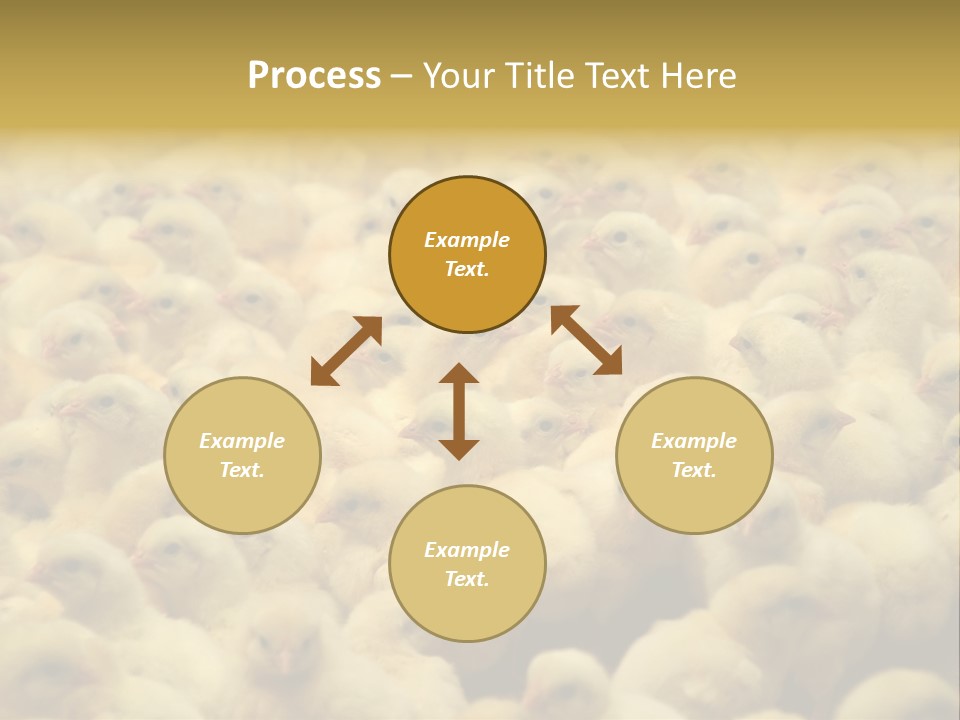 Newborn Chicks In The Poultry Farm PowerPoint Template