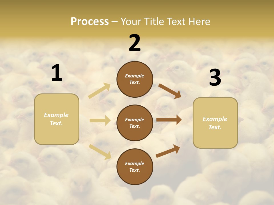Newborn Chicks In The Poultry Farm PowerPoint Template