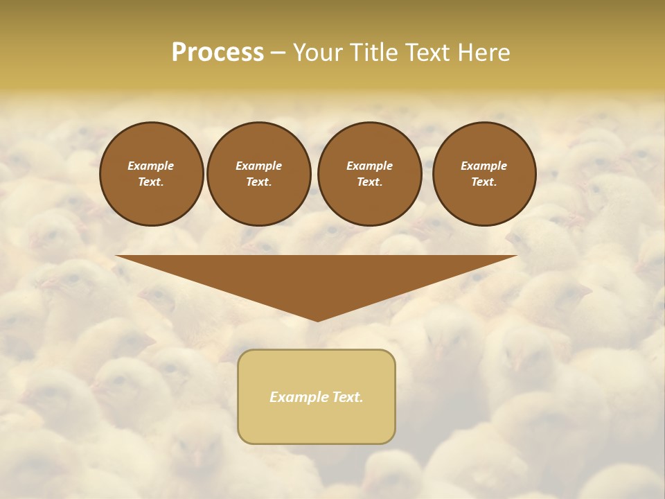 Newborn Chicks In The Poultry Farm PowerPoint Template