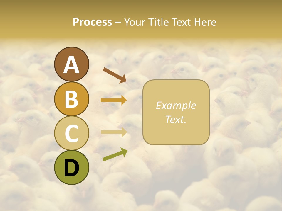 Newborn Chicks In The Poultry Farm PowerPoint Template