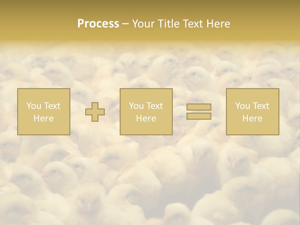 Newborn Chicks In The Poultry Farm PowerPoint Template