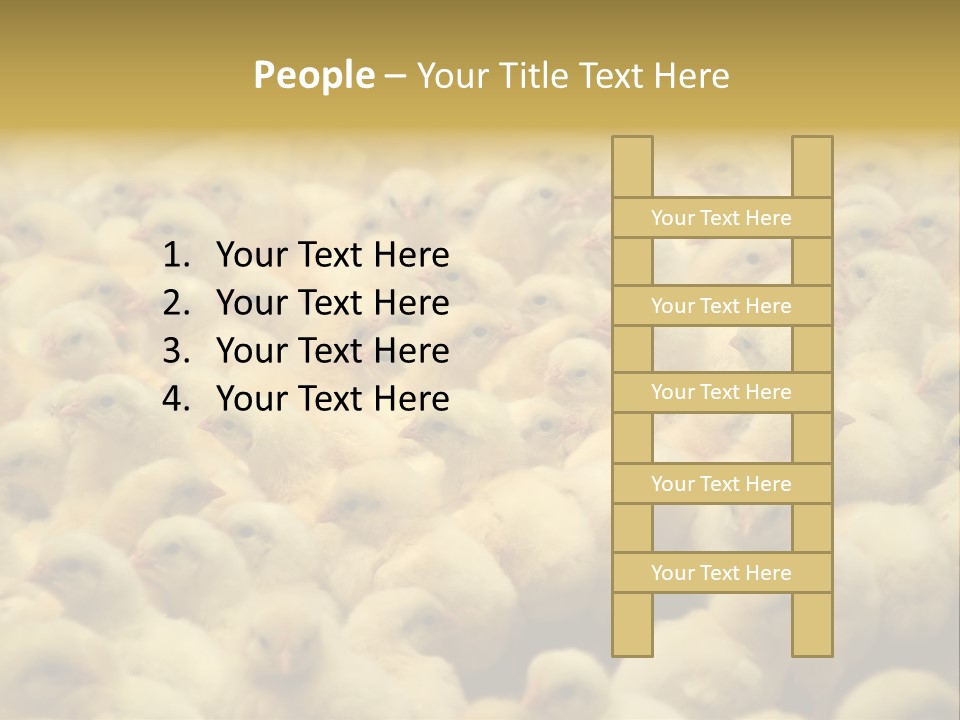 Newborn Chicks In The Poultry Farm PowerPoint Template