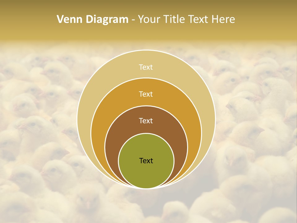 Newborn Chicks In The Poultry Farm PowerPoint Template