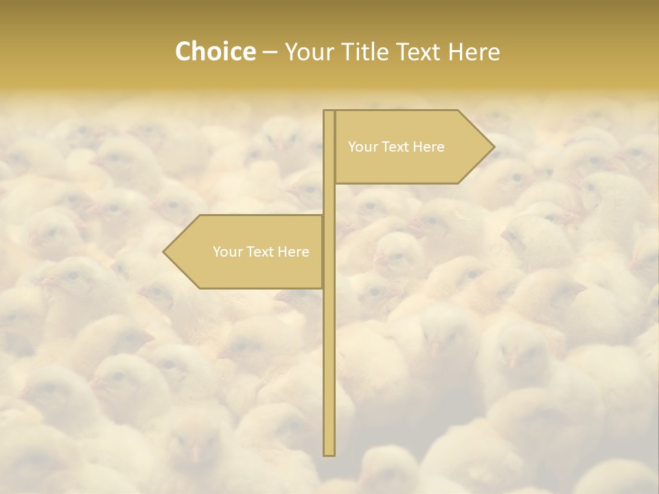 Newborn Chicks In The Poultry Farm PowerPoint Template
