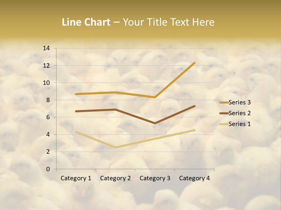 Newborn Chicks In The Poultry Farm PowerPoint Template