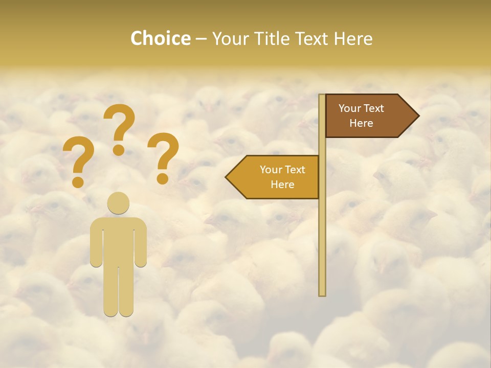 Newborn Chicks In The Poultry Farm PowerPoint Template