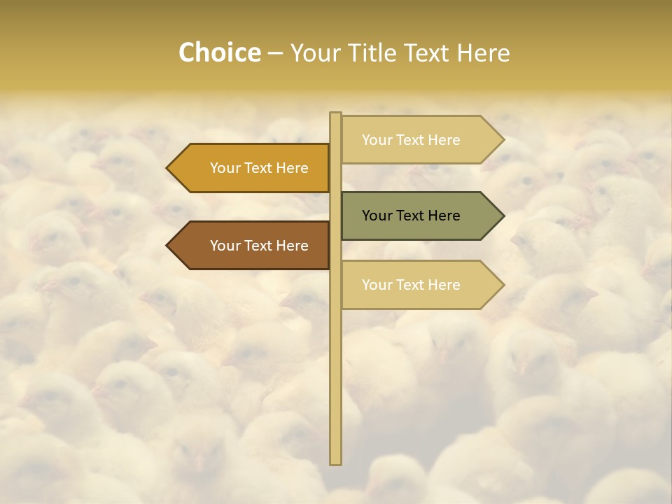 Newborn Chicks In The Poultry Farm PowerPoint Template