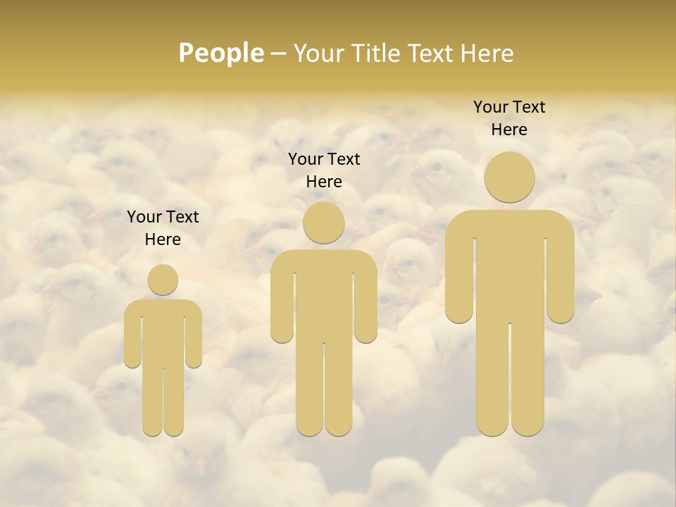 Newborn Chicks In The Poultry Farm PowerPoint Template