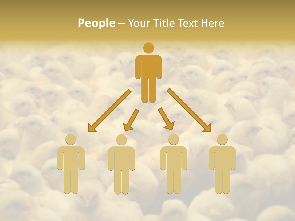 Newborn Chicks In The Poultry Farm PowerPoint Template