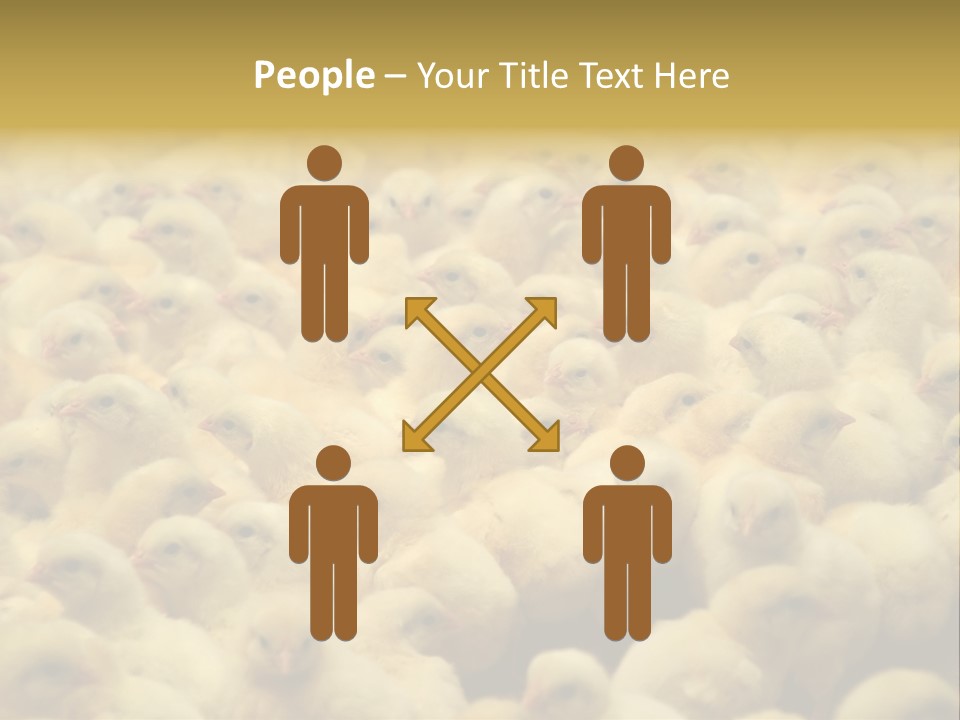 Newborn Chicks In The Poultry Farm PowerPoint Template