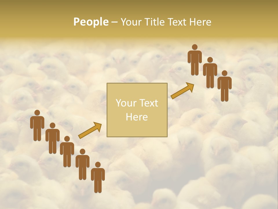 Newborn Chicks In The Poultry Farm PowerPoint Template