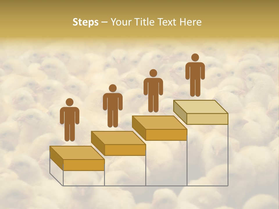 Newborn Chicks In The Poultry Farm PowerPoint Template