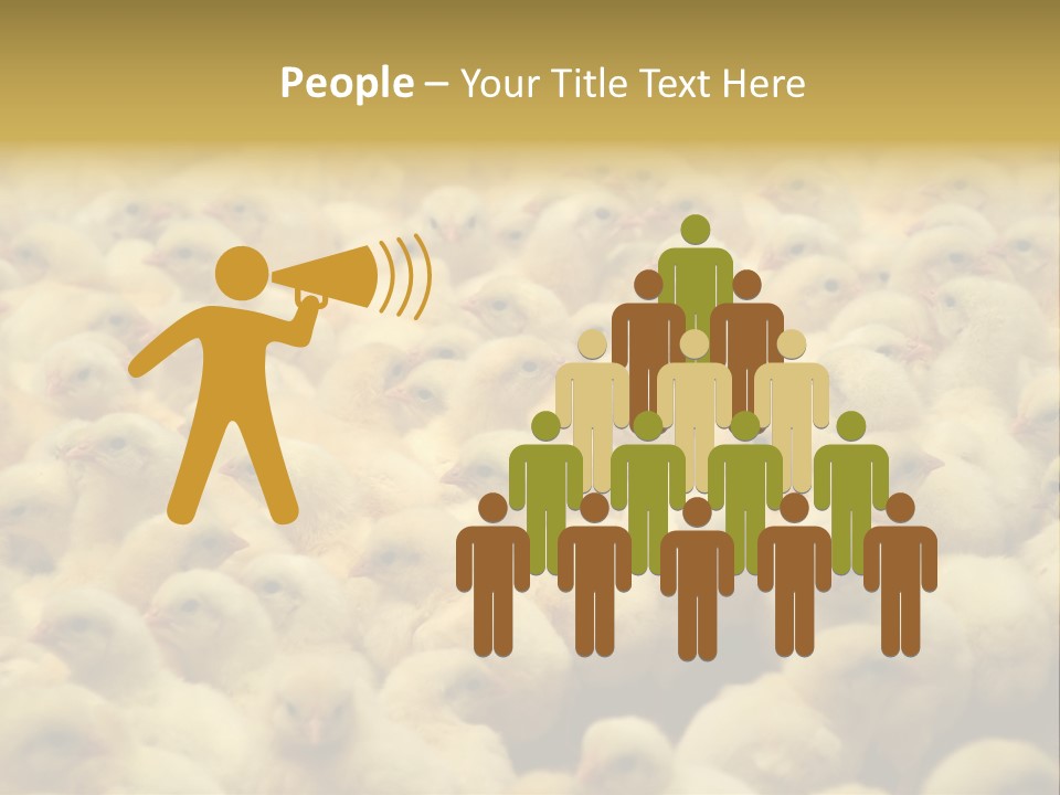 Newborn Chicks In The Poultry Farm PowerPoint Template