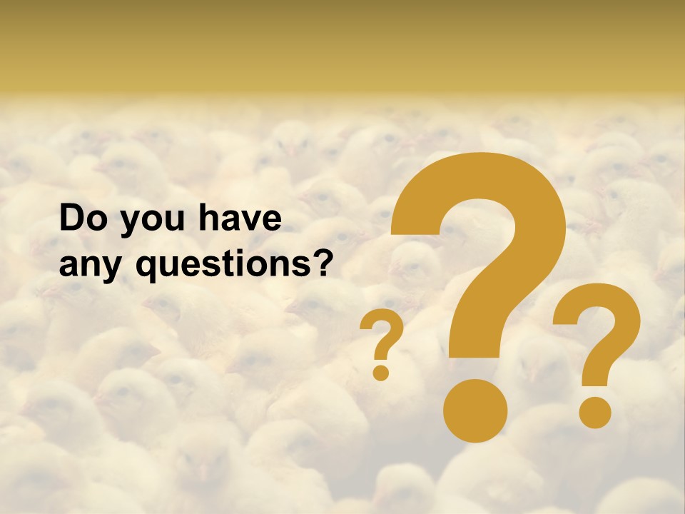 Newborn Chicks In The Poultry Farm PowerPoint Template